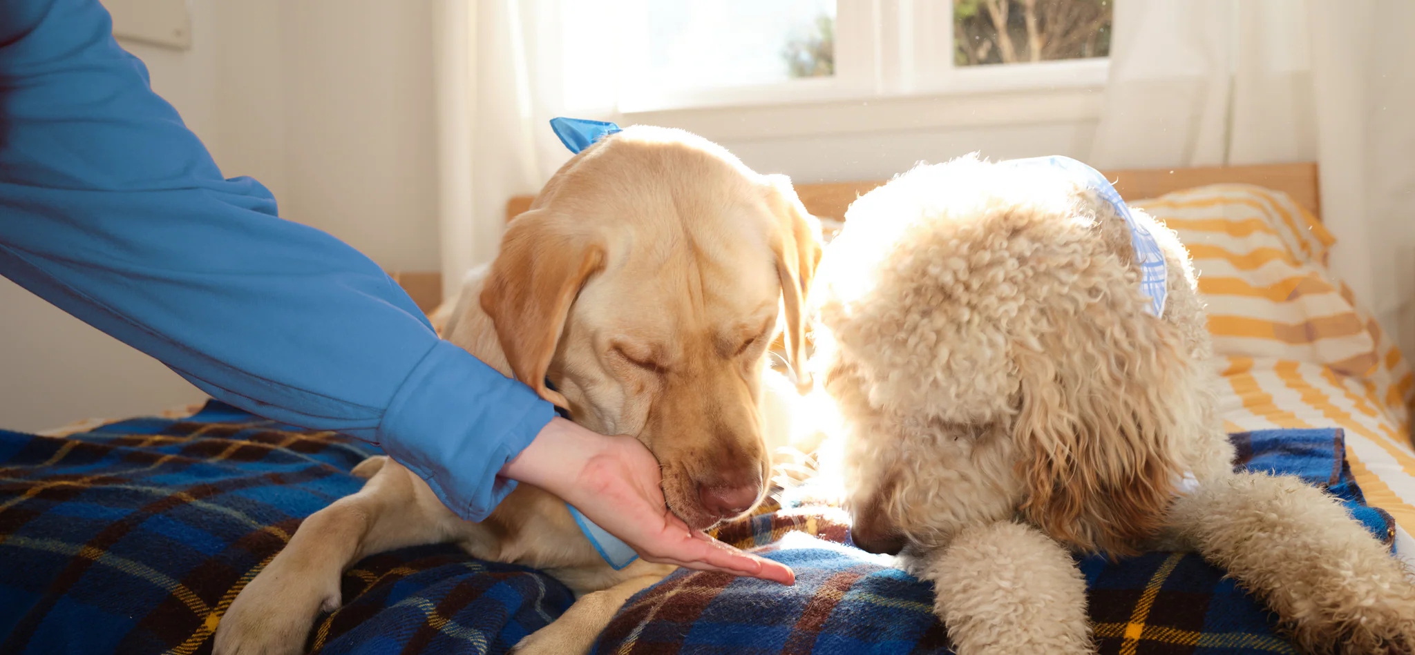 Human-Grade Health For Dogs